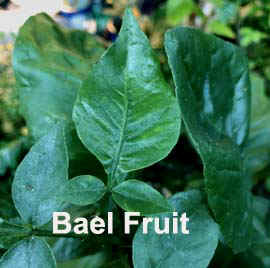 Bael Fruit.jpg (23205 bytes)