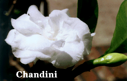 CHANDINI.GIF (55501 bytes)