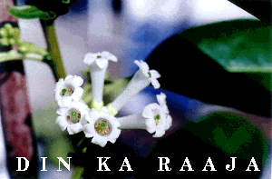 dinkarja.gif (29030 bytes)
